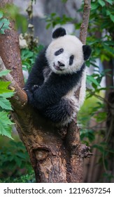 Cute panda bear climbing tree