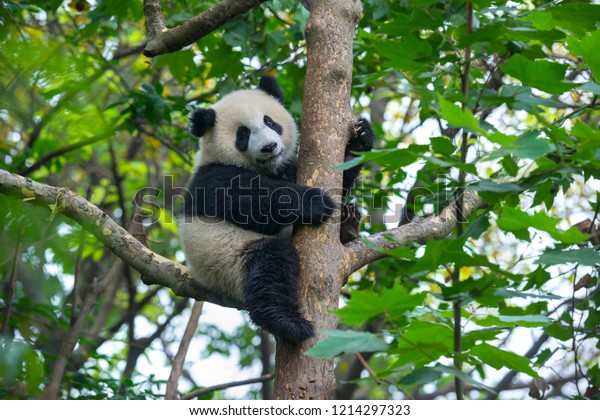 Cute panda bear climbing tree
