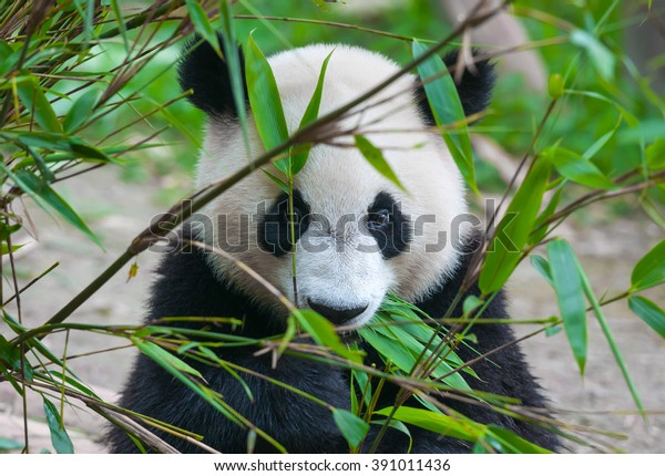 Cute panda bear eating\
bamboo