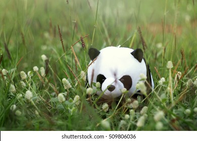 Cute panda bear posing for camera. Panda in a tree.