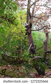 Cute Panda Cub Climbs Tree And Mother Panda Attempts To Climb The Tree Trunk