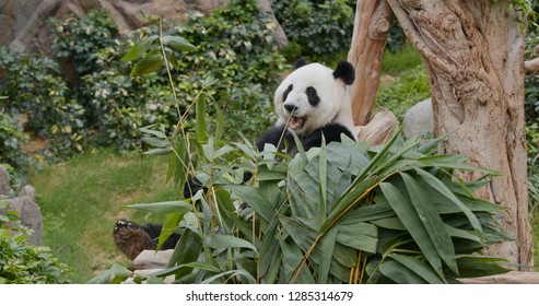 Cute Panda eat green bamboo