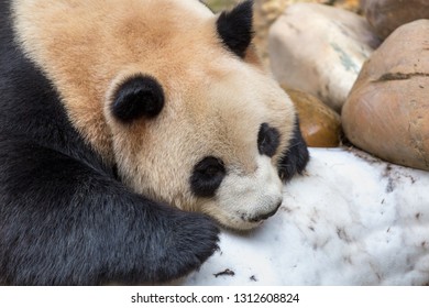 Cute Panda Relaxing At Chimelong Safari Park