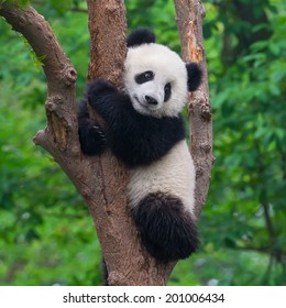 Симпатичная панда в дереве