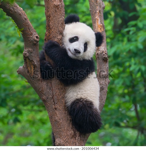 木の中のかわいいパンダ の写真素材 今すぐ編集