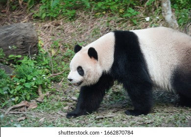 Oso Panda Bebe Stock Photos Images Photography Shutterstock Oso Panda Bebe Stock Photos Images Photography Shutterstock