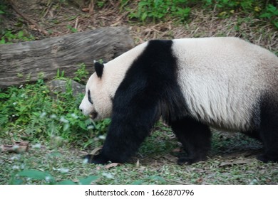 Oso Panda Bebe Stock Photos Images Photography Shutterstock Oso Panda Bebe Stock Photos Images Photography Shutterstock