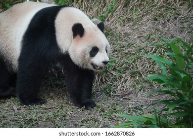 Oso Panda Bebe Stock Photos Images Photography Shutterstock Oso Panda Bebe Stock Photos Images Photography Shutterstock