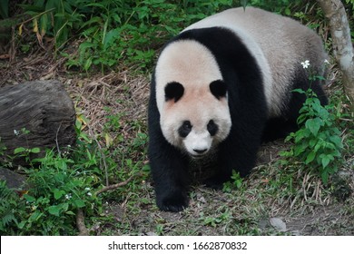 Oso Panda Bebe Stock Photos Images Photography Shutterstock