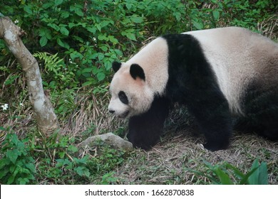 Oso Panda Bebe Stock Photos Images Photography Shutterstock