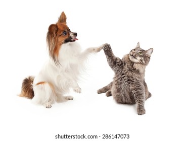 A Cute Papillon Dog And Cat Raising Their Paws To High Five