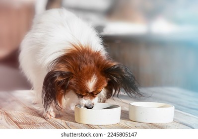 Cute papillon dog eats food from plates in the room