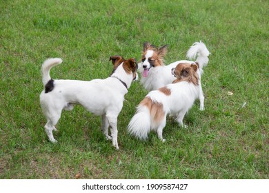 Papillon の画像 写真素材 ベクター画像 Shutterstock