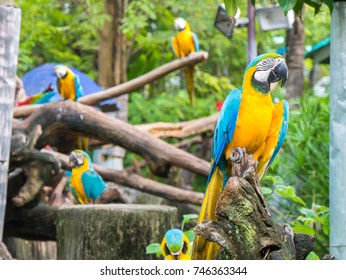 Cute parakeet birds in the zoo. - Shutterstock ID 746363344