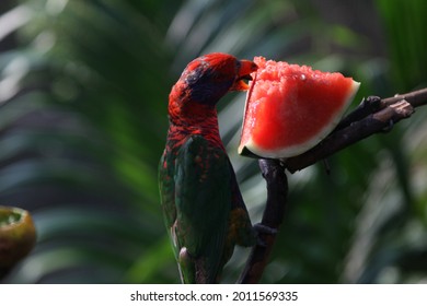 Cute Parrot Eating Watermelon Photo