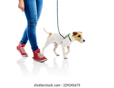 Cute parson russell terrier dog on lead on walk with his owner, isolated on white background