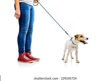 Cute Parson Russell Terrier Dog On Lead On Walk With His Owner, Isolated On White Background