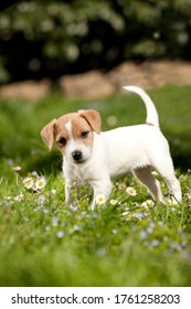 Cute Parson Russell Terrier Puppy