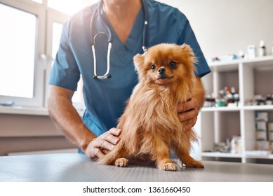 Cute Patient. Male Vet In Work Uniform Holding Little Beautiful Dog Which Is Sitting On The Table And Looking At Camera At Veterinary Clinic