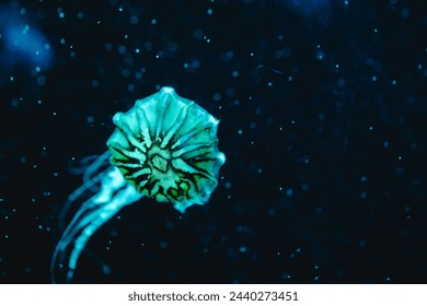 The cute pattern blubber jellyfish