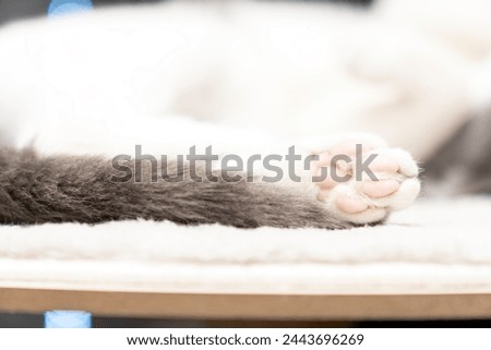 Cute paws. a gray and white cat laying on top of a wooden table. A cat's paw with pink paws. the paw of a sleeping cat is white with pink pads. wood surface and animal. pet ownership, pet friendship.