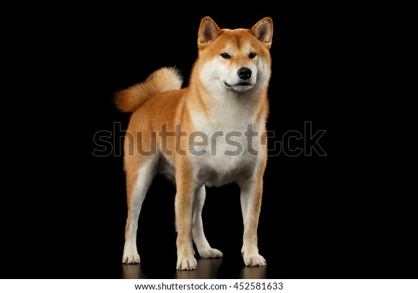 Cute Pedigreed Red Shiba Inu Breed Stock Photo Edit Now