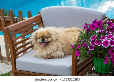 Cute Pekingese Dog In Garden