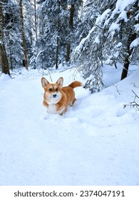 Cute Pembroke Welsh Corgi dog running and playing in the snow. Dog in winter. Dog action photo