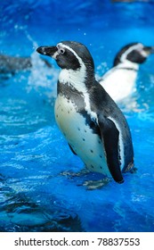 Cute Penguin In The Zoo