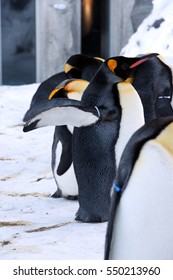 Cute penguins