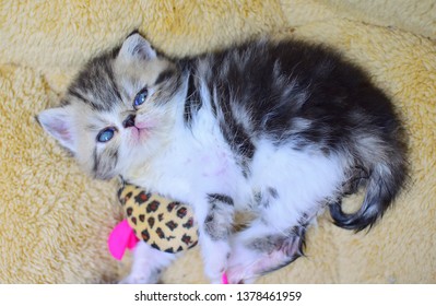 Persian Kitten Exotic Images Stock Photos Vectors Shutterstock