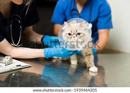 Similar – Image, Stock Photo cat Table Animal Pet Cat 1