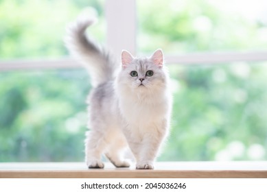 Cute Persian Cat Sitting On Wood Table