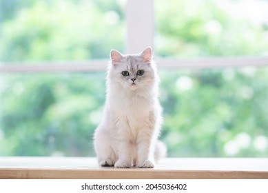 Cute persian cat sitting on wood table - Powered by Shutterstock