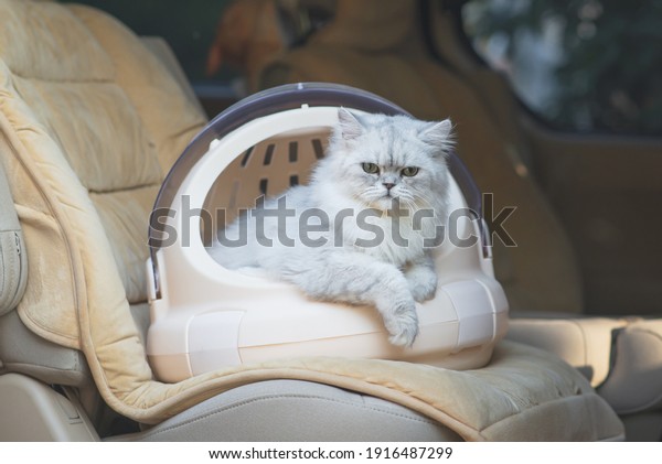 Cute persian cat \
sitting in a travel box