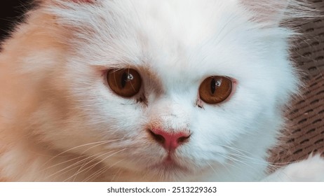 Cute persian cat sitting, white kitten, white kitten playing on a wooden table, black background, selective focus, Persian on the bed, Close up of cute homeless tabby kitten sitting in paper. - Powered by Shutterstock