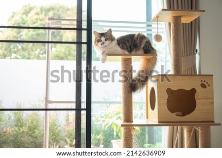 Cute Persian cat waiting her owner on a wooden cat tree in modern house. A cat tree is an artificial structure for a cat to play.