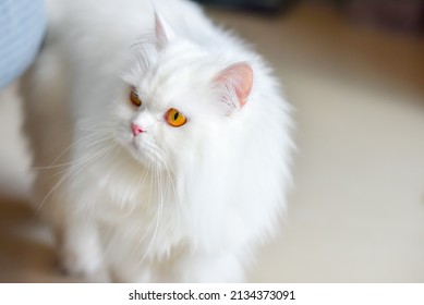 Cute Persian Cat Walking In House Under Sunlight