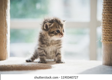 Cute persian kitten sitting on cat tower under sunlight - Shutterstock ID 1190340727