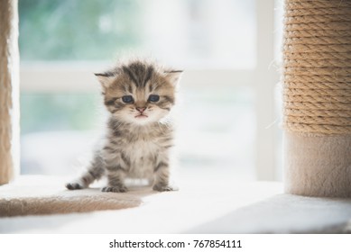 Cute persian kitten sitting on cat tower - Shutterstock ID 767854111