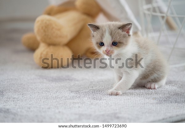 Cute Persian Kitten Sitting Walking White Royalty Free Stock Image