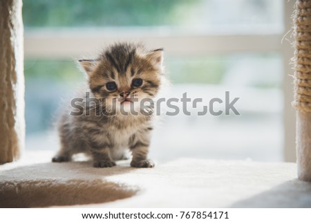 Cute persian kitten walking on cat tower