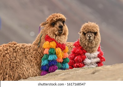 Cute Peruvian Alpaca In The Mountains Area, Cusco Province, Peru