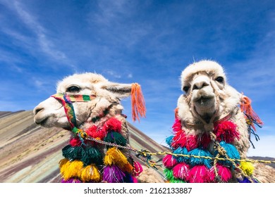 Cute Peruvian Alpaca In The Mountains Area, Cusco Province, Peru.