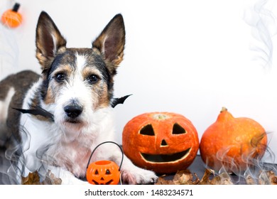 Cute Pet Dog In Costume On Halloween Party, In The Studio Near Pumpkin Jack And Bat, On A White Isolated Background. Copy Space.