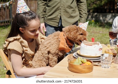 Cute Pet Dog Held By Little Girl Eating Birthday Cake With Bone Standing On Served Table During Outdoor Dinner Or Backyard Party