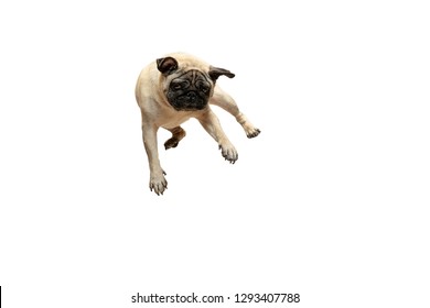 Cute pet dog pug breed jumping with happiness feeling so funny and making serious face. Purebred and smart dog isolated on white background. The friendly concept