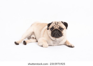 Cute pet dog pug breed lying and smile so funny and making serious and angry face isolated on white background