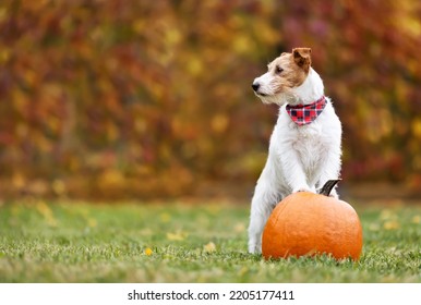 Cute Pet Dog Puppy Standing On A Pumpkin In Autumn. Halloween, Happy Thanksgiving Day Or Fall Background.