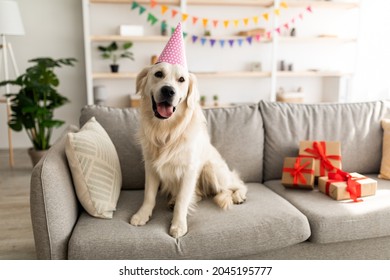 Cute pet dog wearing festive hat, sitting on couch with gift boxes, having birthday celebration at home, copy space. Adorable golden retriever enjoying b-day party in living room